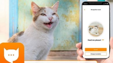 تحميل تطبيق مياو توك لترجمة مواء القطط MEOWTALK للاندرويد 2023 مجانا